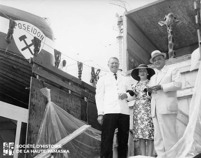 Arrivée au port de Montréal de la girafe Quindi en provenance du jardin zoologique royal d'Anvers, Belgique, à bord du Poseidon. Devant l'animal, le capitaine du navire, Karl Rode, L.R. Delaney et le maire Horace Boivin. (©SHHY, fonds Société zoologique de Granby, P034-S6-D5-P4 | Gilles Dion, photographe)